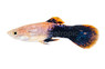 Tux Pink Guppy, Male :: 33127