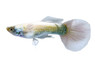White Luminous Dumbo Ear Guppy, Male :: 33137