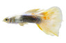 Veiltail Satin Female :: 33618