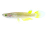 Golden Wonder Killifish :: 37000