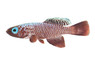 Rubripinnis Killifish :: 37016