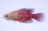 Fulminatus Killifish :: 37019