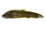 Reticulated/Pom Pom Knifefish :: 38003
