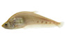 Clown Gold Knifefish :: 38004