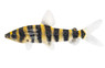 Banded Leporinus :: 41001