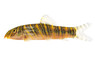 Zebra Loach :: 43007