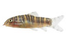 Zebra Loach :: 43007
