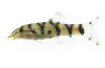 Yo-Yo Loach :: 43009