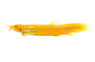 Gold Dojo Loach :: 43101