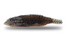 Reticulated Hillstream Loach :: 43108