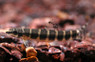 Medusa / Eight Banded Loach :: 43111