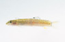 Sumo Loach :: 43112
