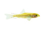 Red Line River Loach :: 43123