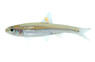 Rainbow Shiner Minnow :: 46005