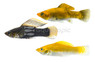 Mixed Sailfin Molly :: 47018