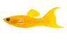 Tangerine Lyretail :: 47029