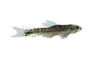 Darter Characin Fasciatum :: 49522
