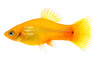 Neon Gold Platy :: 57203