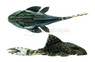 Papa Panaque Plecostomus L-090 :: 58028