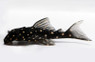Snow Ball Plecostomus L-136B :: 58030