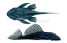 Blue Panaque Plecostomus L-239 :: 58032