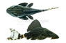 Royal Plecostomus L-191 :: 58039