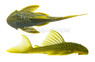 Green Phantom Plecostomus L-200 :: 58052