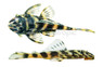 Butterfly Plecostomus L-52 :: 58061