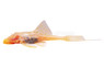 Albino Polka Dot Lyre Tail Plecostomus L155 :: 58063