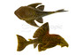 Royal Spotted 'Watermelon' Plecostomus L-330 :: 58065