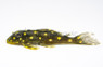 Angel/Snowball Orinoco Plecostomus L-201 :: 58076