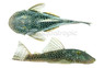 Bloodfin Bulldog Plecostomus L-276 :: 58093