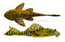 Maze Plecostomus L-164 :: 58095