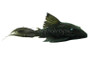 Blue Eye Plecostomus :: 58096