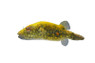 Mekong Fangi Pufferfish :: 60015