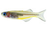 Forktail Rainbowfish :: 61002