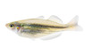 Australian Rainbowfish :: 61007