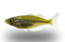 Ajamaru Lakes Rainbowfish :: 61015