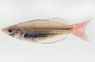 Western Red Line Rainbowfish :: 61016