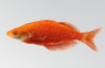 Albino Orange Millennium Rainbowfish :: 61020