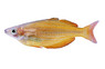 Ammeri Rainbowfish :: 61022