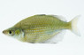 Gary Lange Emerald Rainbowfish :: 61029
