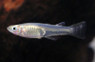 Blueback Blue-Eye :: 61031