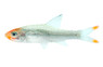 Asian Rummy Nose Rasbora :: 62006