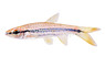 Porthole Rasbora :: 62010