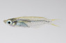 Javanese Rice Fish :: 63503