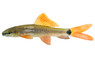 Rainbow Shark :: 65003