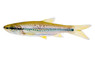 Apollo Shark :: 65016