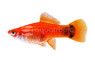 Red Mickey Mouse Swordtail :: 69002