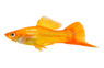 Marigold Swordtail :: 69004
